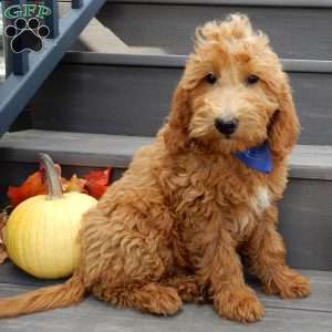 Hunter, Mini Goldendoodle Puppy
